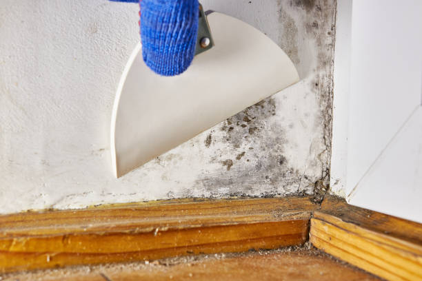 Best Mold Remediation for Healthcare Facilities  in Harlan, IA